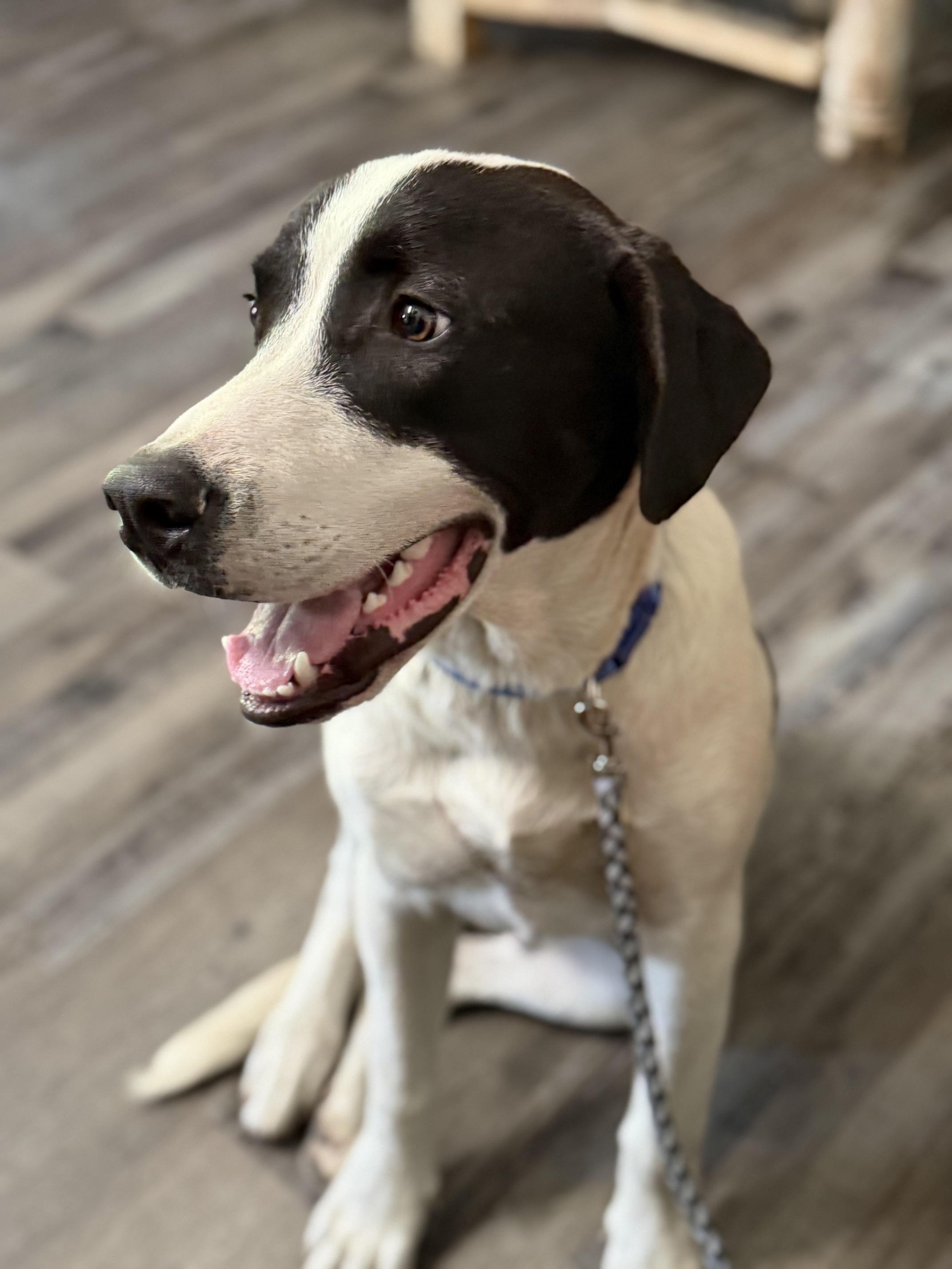 Enlarge Bandit Ruffman, a Adoptable mixed breed in Woburn, MA image 5/6