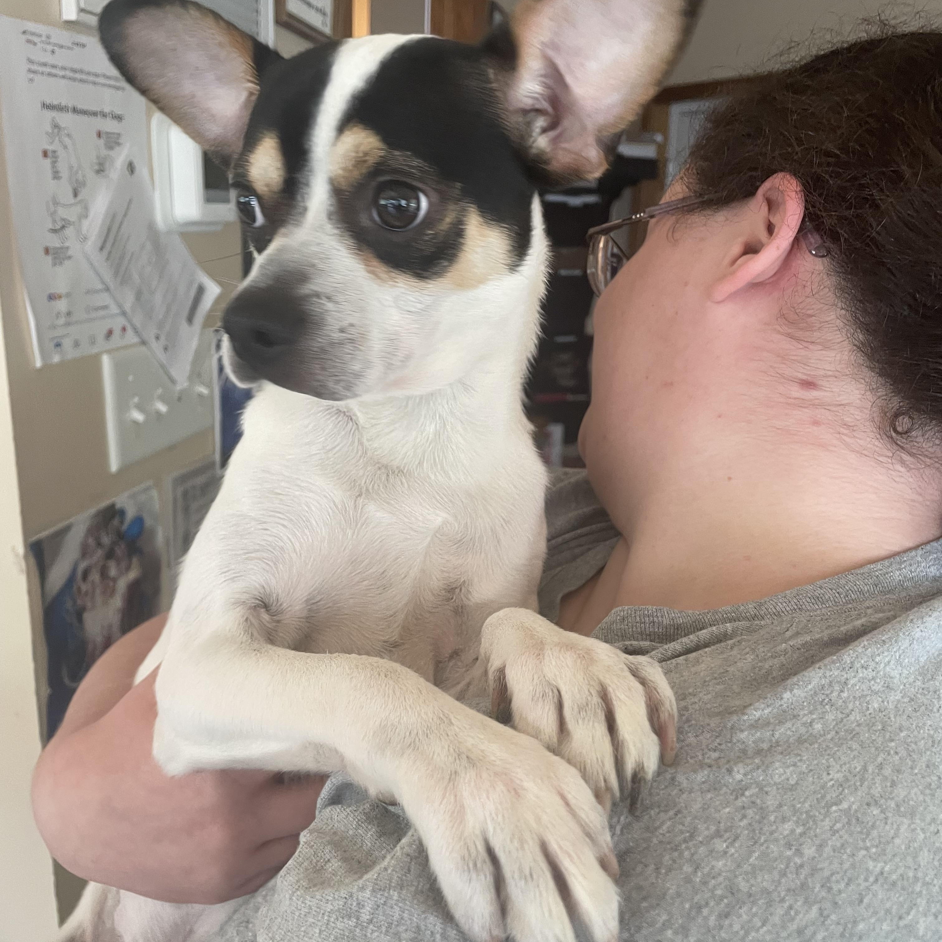Enlarge Obie, an adopted mixed breed in Heathsville, VA image 5/6