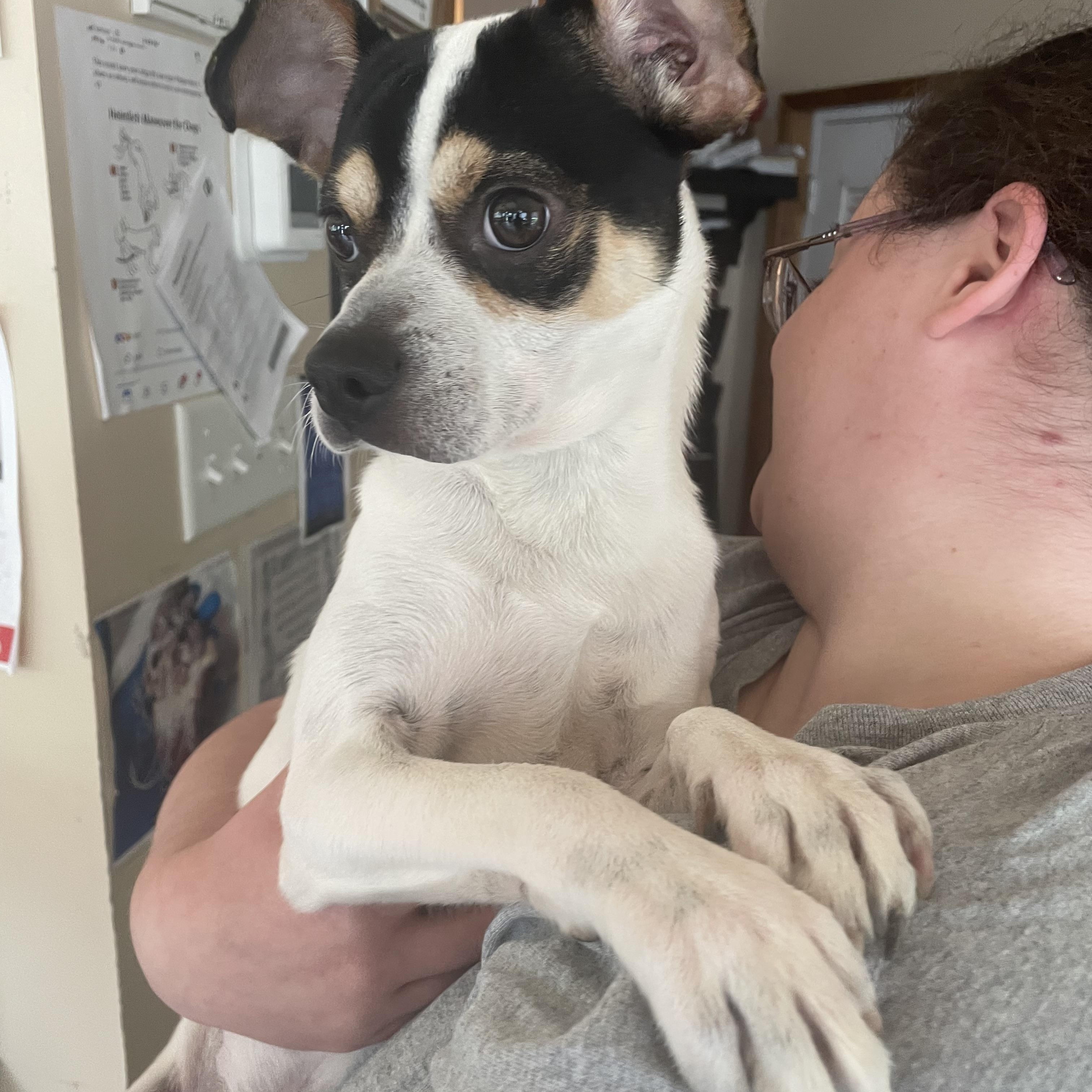 Enlarge Obie, an adopted mixed breed in Heathsville, VA image 4/6