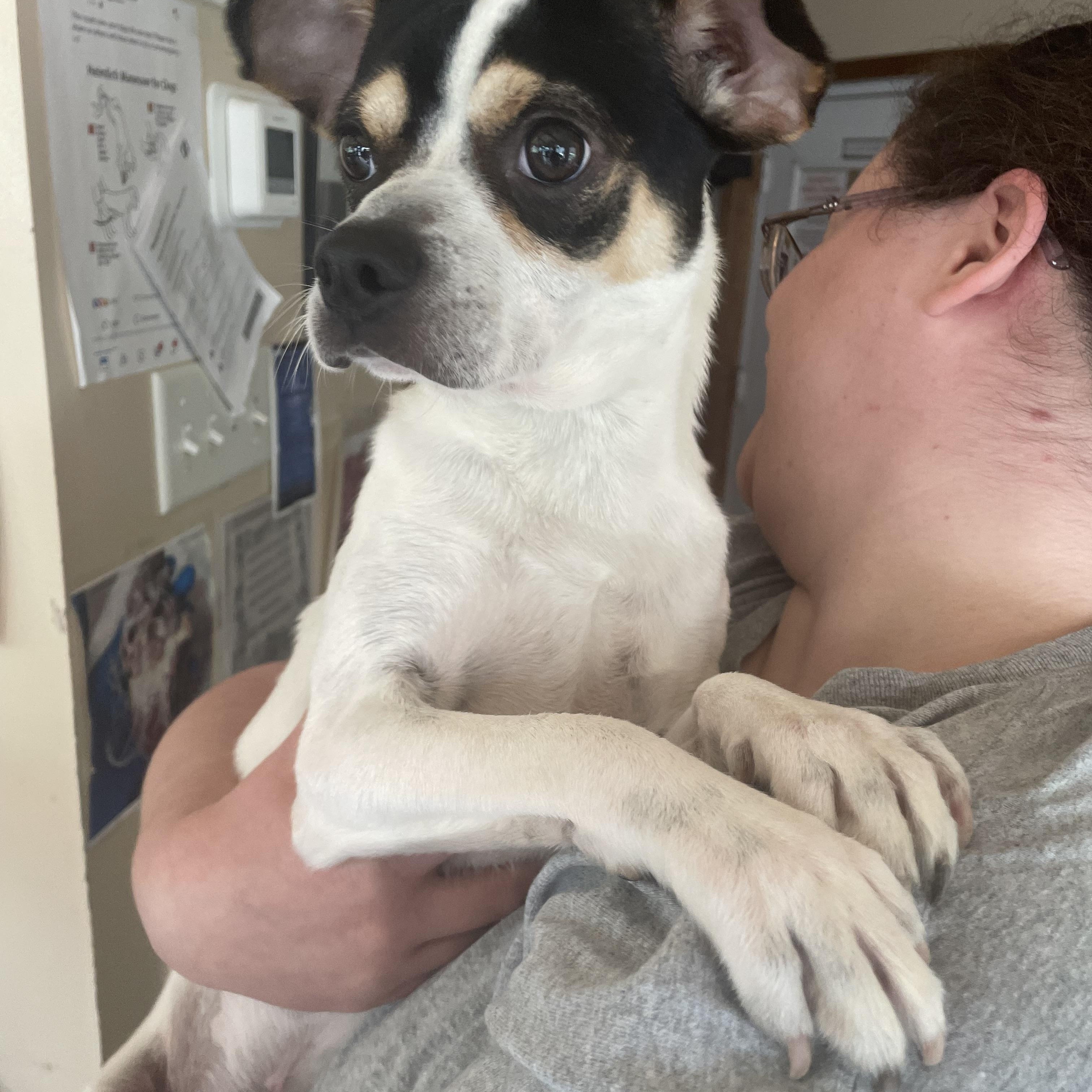 Enlarge Obie, an adopted mixed breed in Heathsville, VA image 6/6