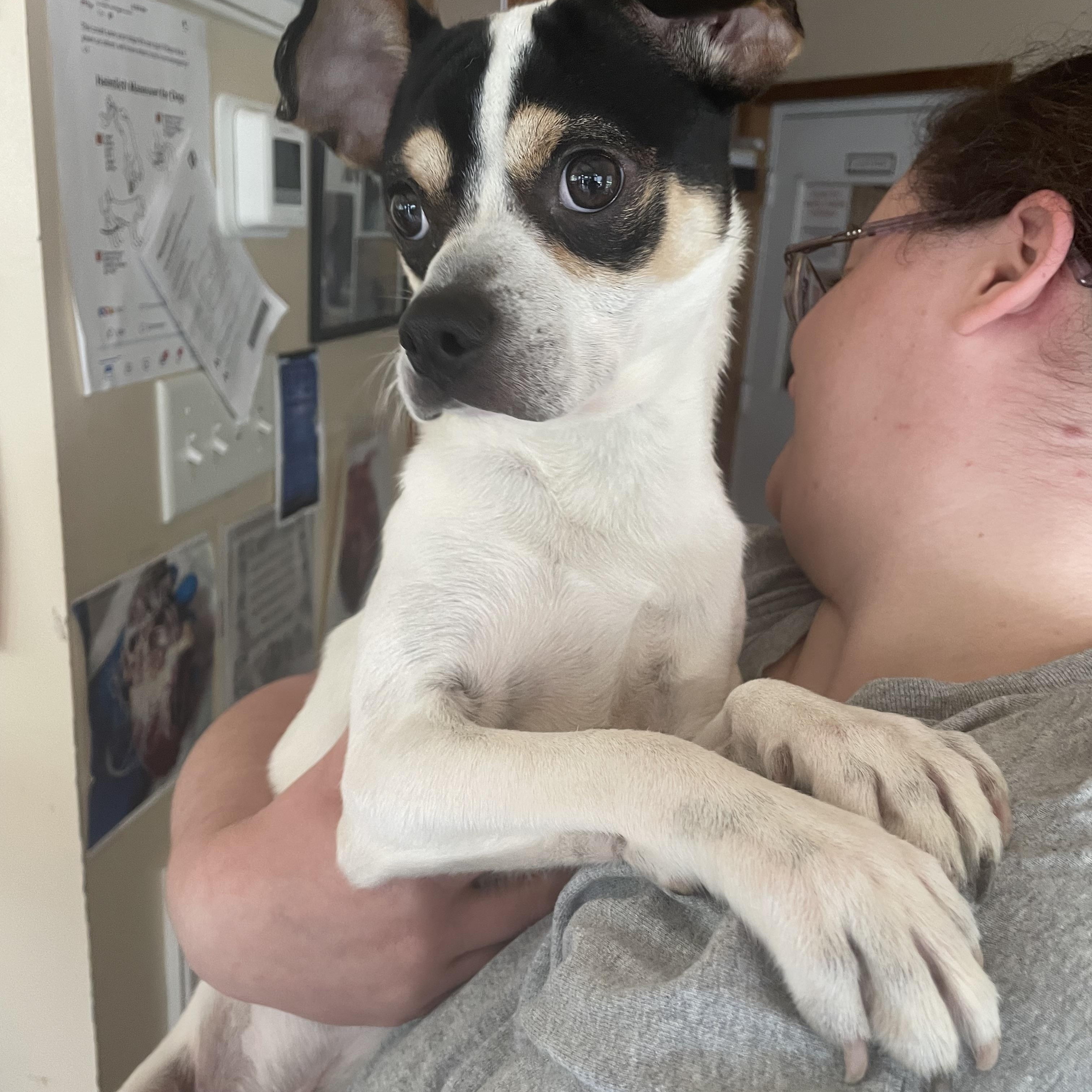 Enlarge Obie, an adopted mixed breed in Heathsville, VA image 2/6