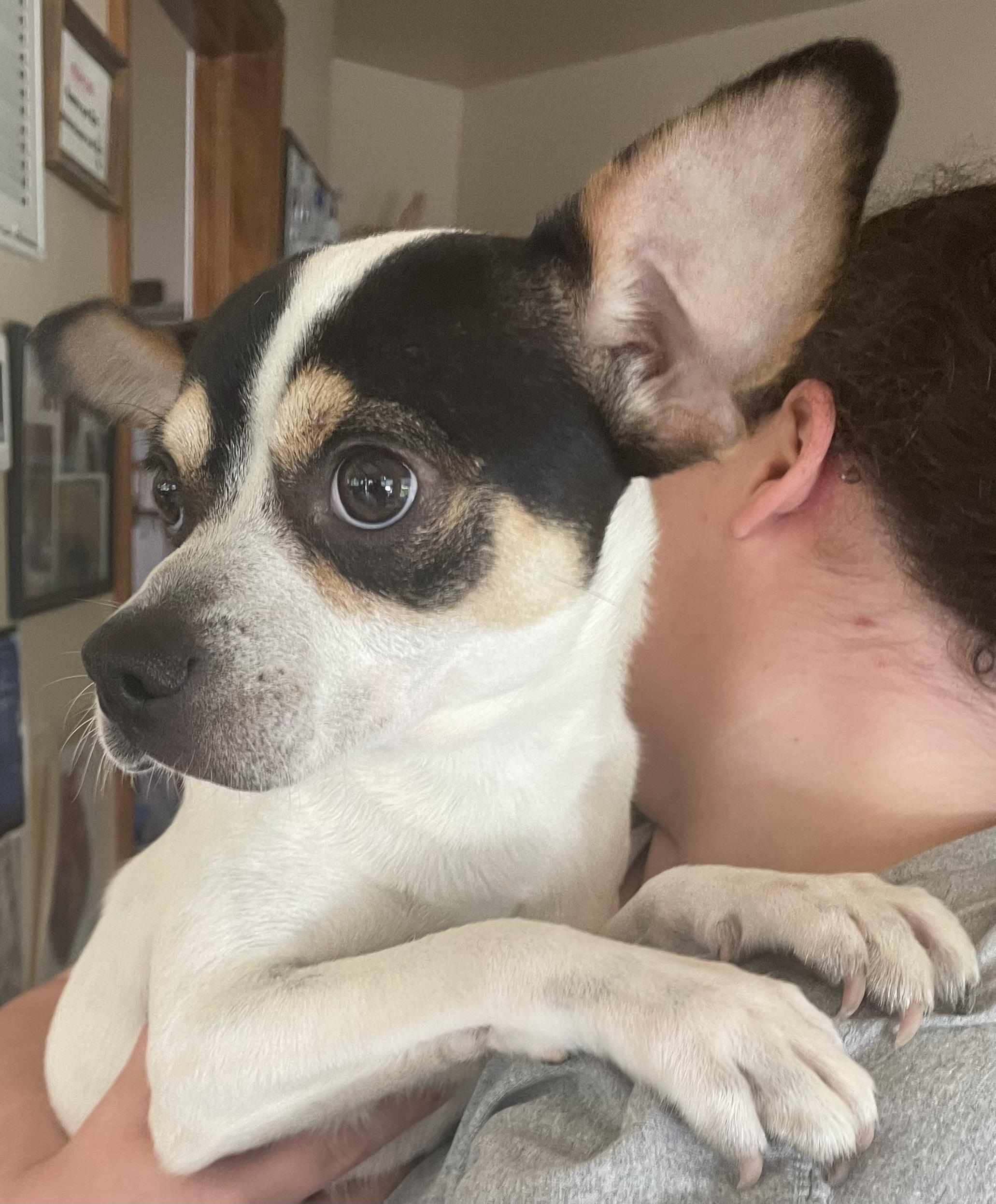 Obie, adopted, Puppy Male Rat Terrier & Jack Russell Terrier.