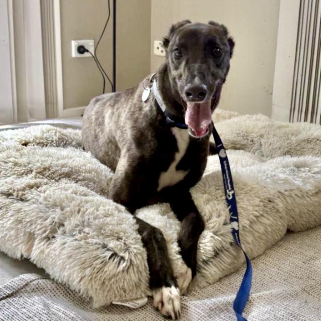 Enlarge Bunt -Coming Soon, a ADOPTABLE Greyhound in North Port, FL image 2/3