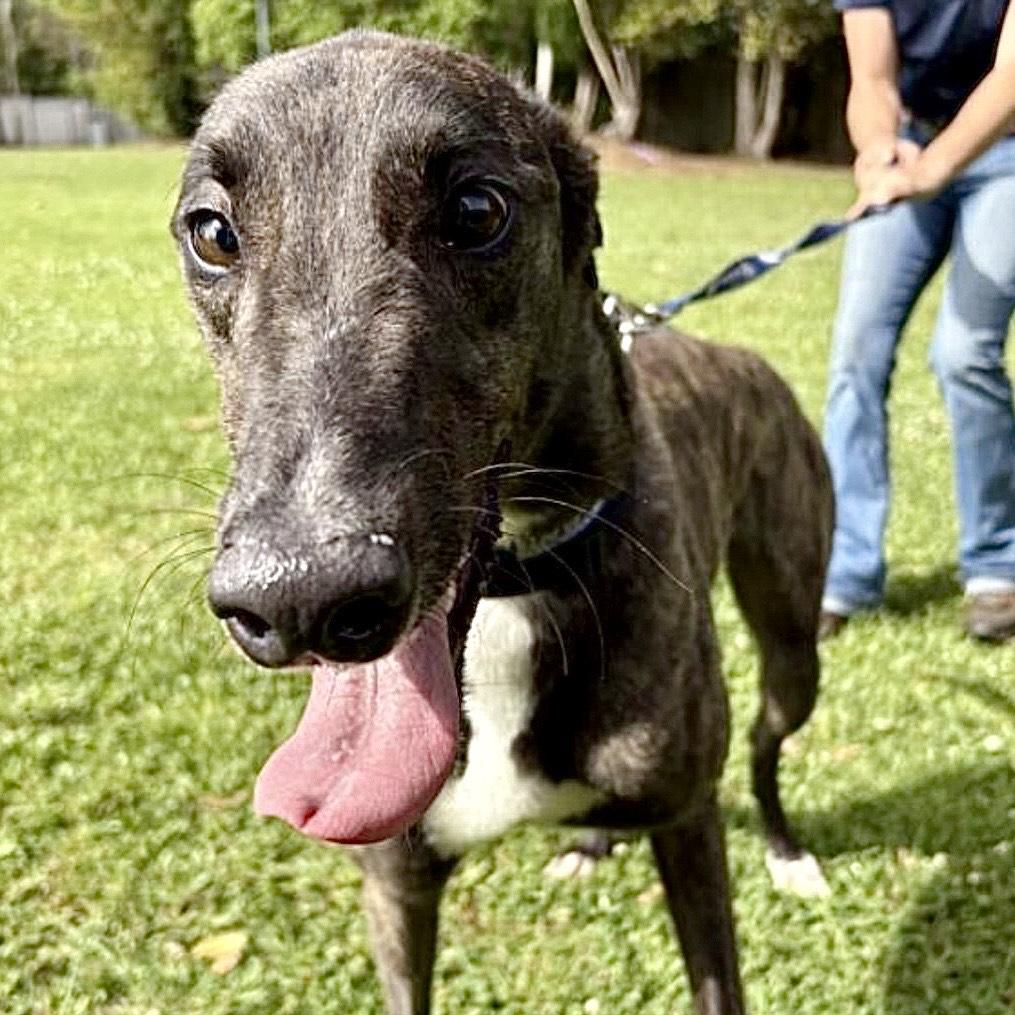 Enlarge Bunt -Coming Soon, a ADOPTABLE Greyhound in North Port, FL image 1/3