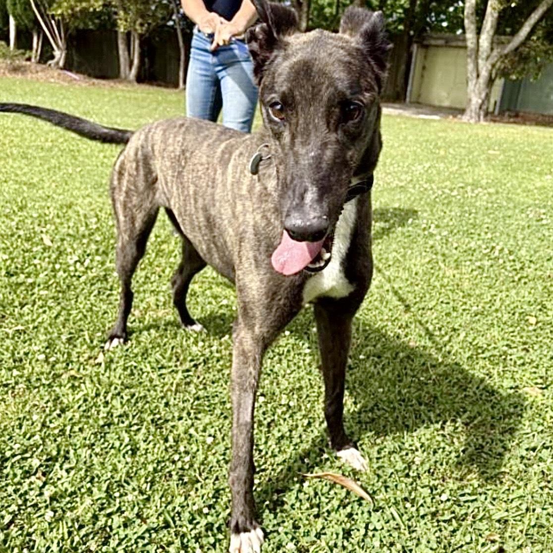 Enlarge Bunt -Coming Soon, a ADOPTABLE Greyhound in North Port, FL image 3/3