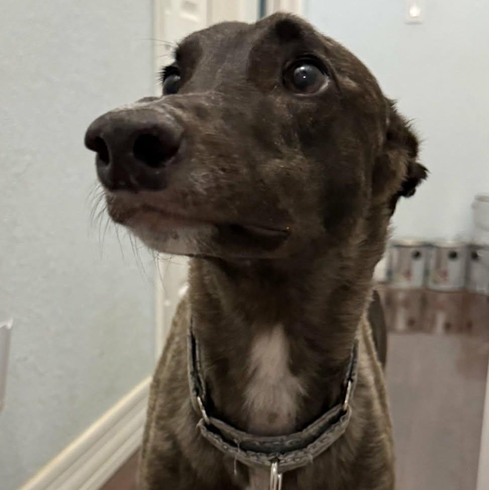 Bunt, an adoptable Greyhound in North Port, FL image 4/4