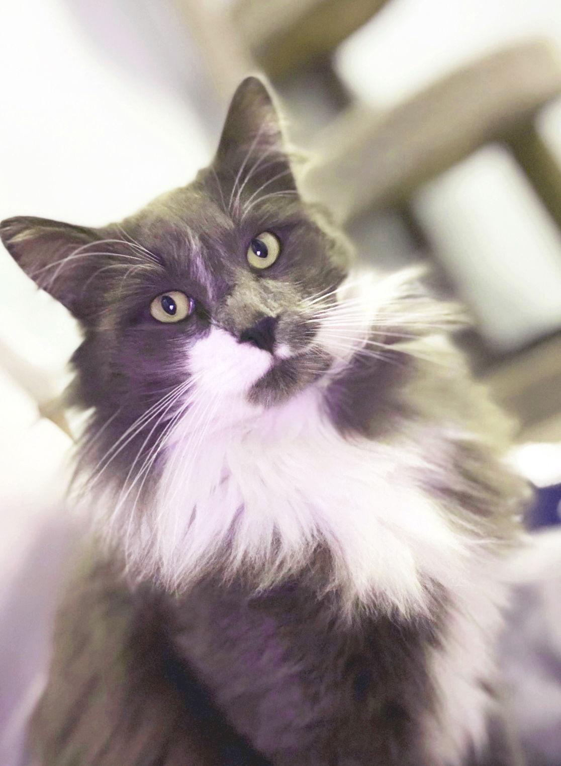 Enlarge Sylvester, a Adoptable mixed breed in Alameda, CA image 2/3