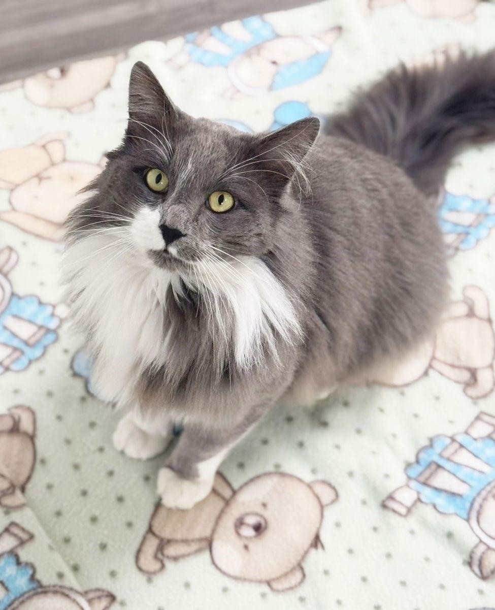 Enlarge Sylvester, a Adoptable mixed breed in Alameda, CA image 3/3