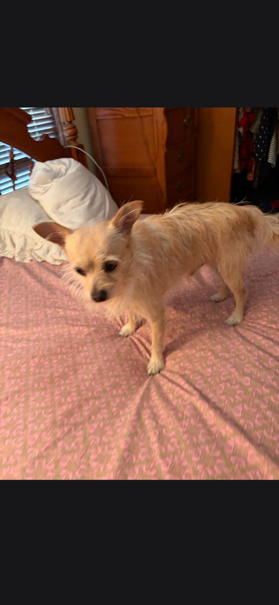 Jay Jay, Adopted, Adult Female Chihuahua.