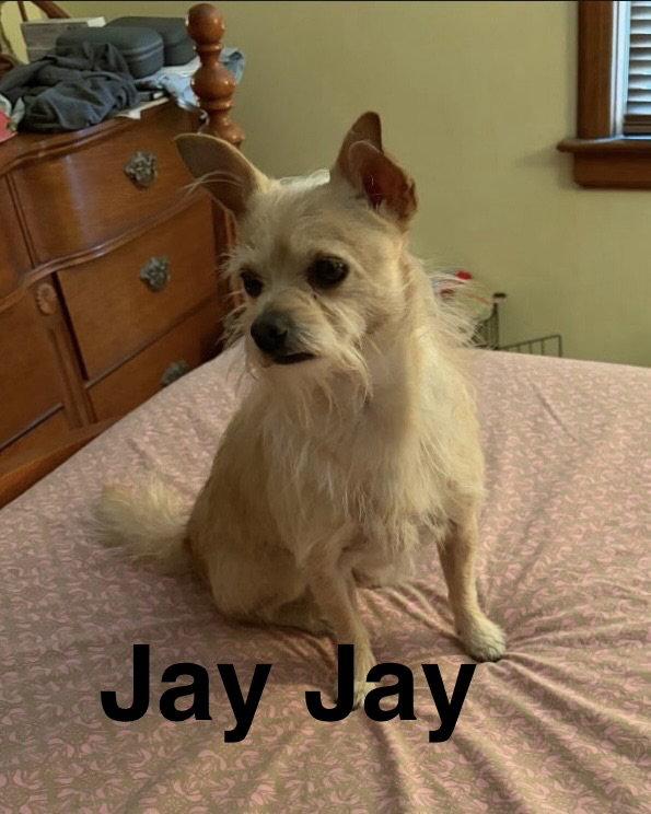 Jay Jay, a Adopted Chihuahua in Topeka, KS image 2/2