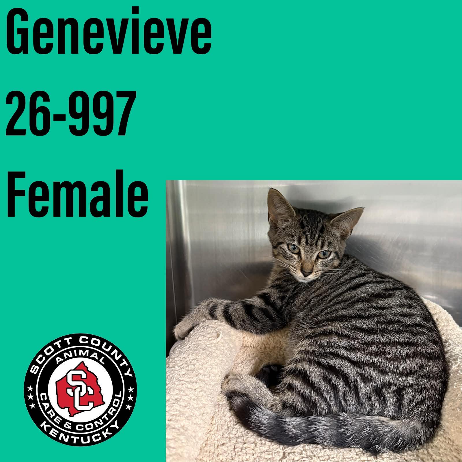 Genevieve, Adoptable, Kitten Female Domestic Short Hair.