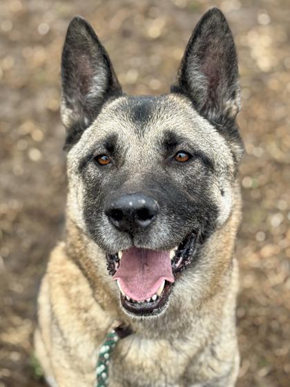 Appa — thumbnail 2