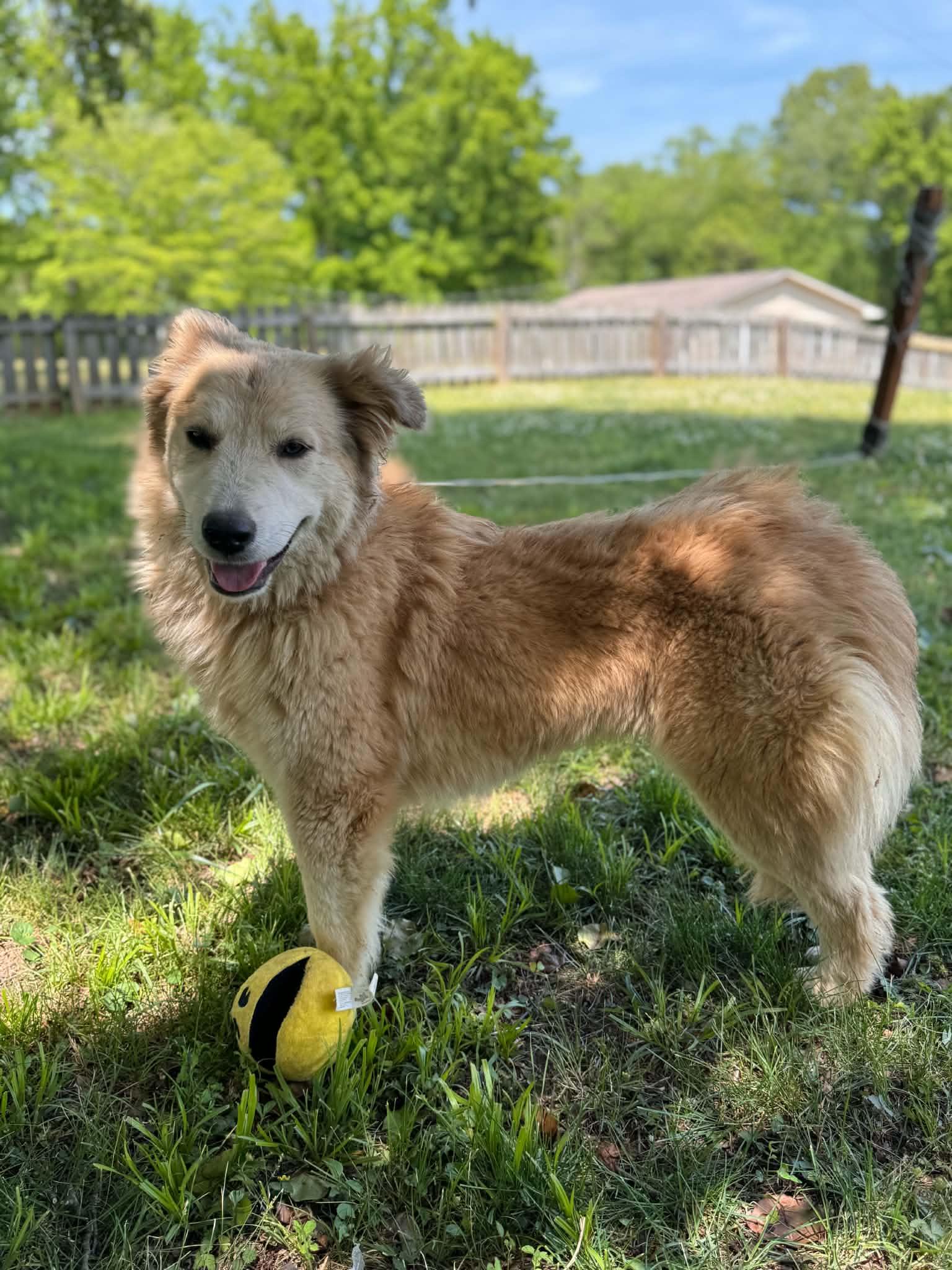 Enlarge Peanut Butter, an adopted mixed breed in Woburn, MA image 2/6