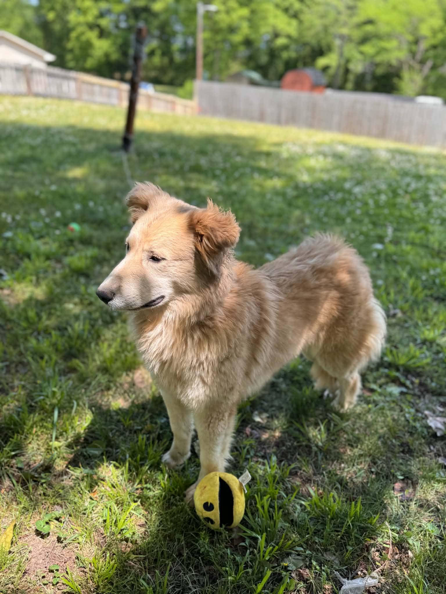Enlarge Peanut Butter, an adopted mixed breed in Woburn, MA image 5/6