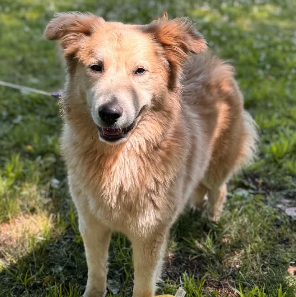 Peanut Butter, adopted, Young Female Great Pyrenees & Australian Shepherd.