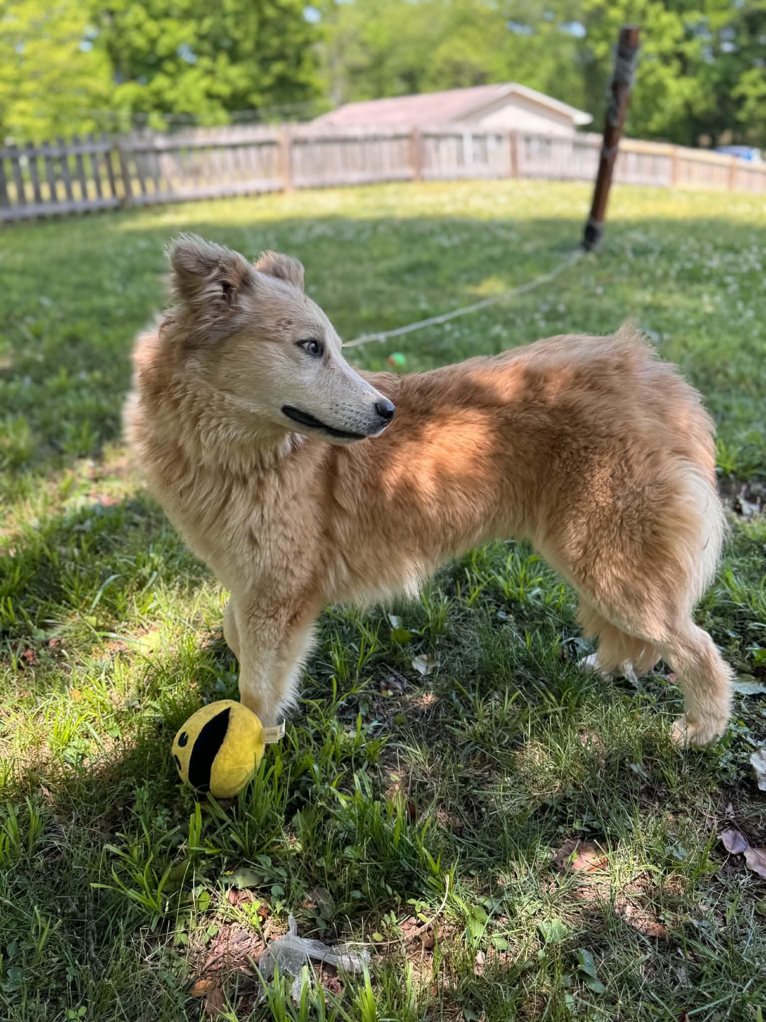 Enlarge Peanut Butter, an adopted mixed breed in Woburn, MA image 4/6