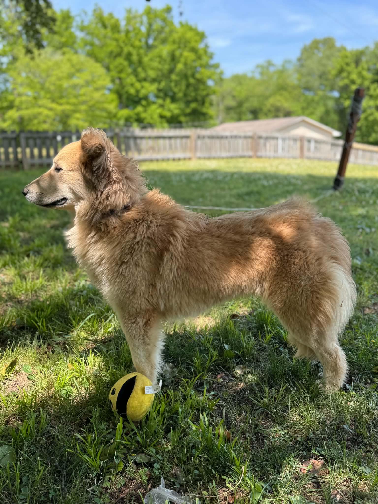 Enlarge Peanut Butter, an adopted mixed breed in Woburn, MA image 6/6