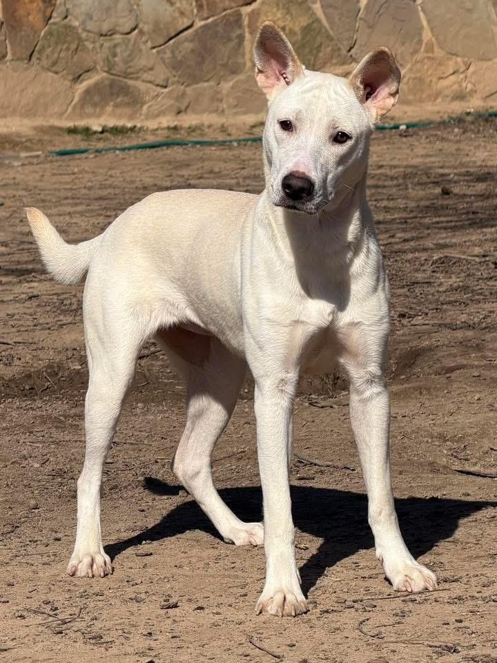 Sati, a Adoptable mixed breed in Johnston , RI image 1/6