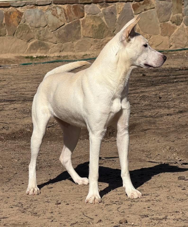 Sati, a Adoptable mixed breed in Johnston , RI image 5/6