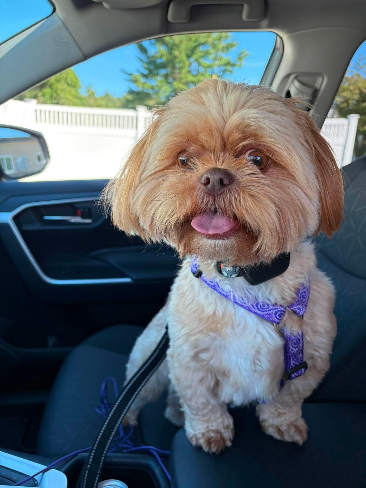 Buddy, adopted, Young Male Shih Tzu.