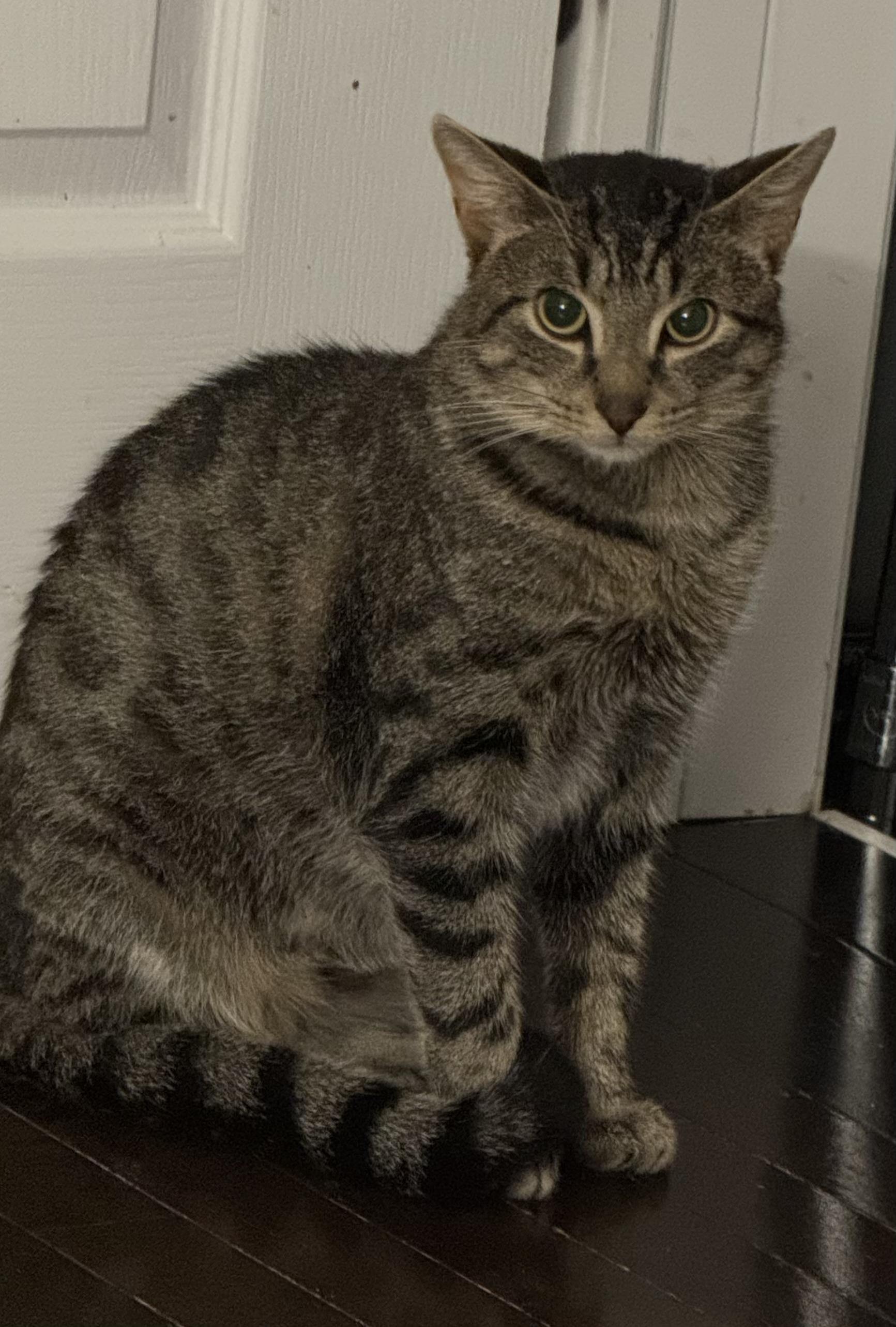 Bench- Blind in need foster if not adopt