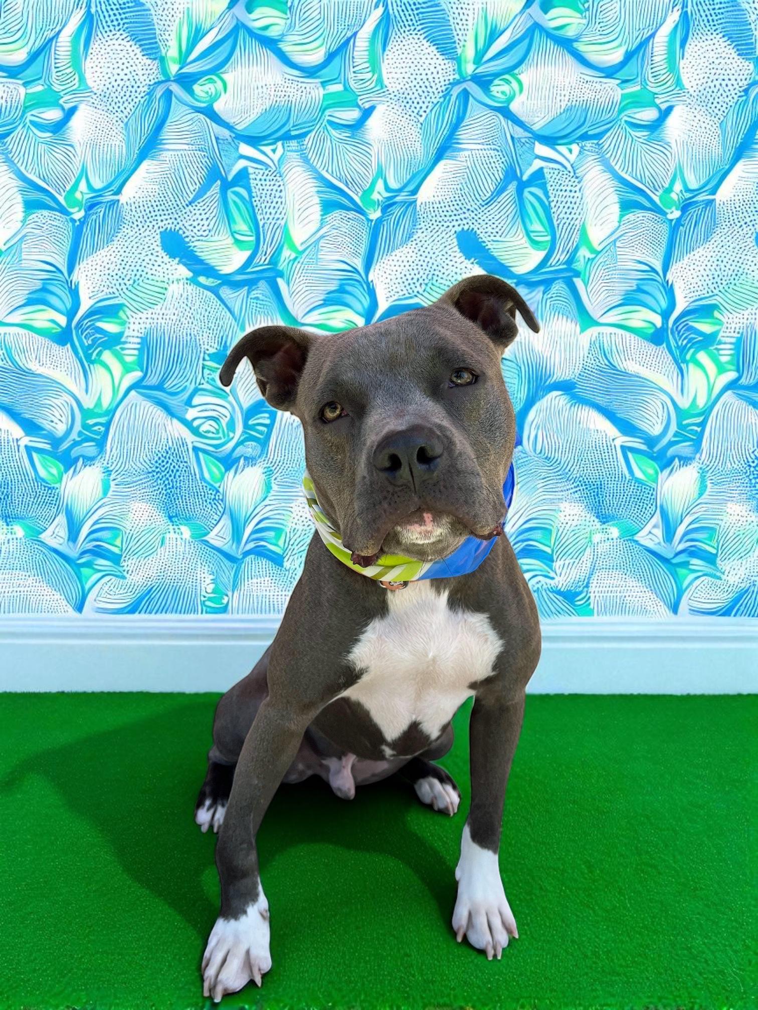 Hugs-ADOPT Me!