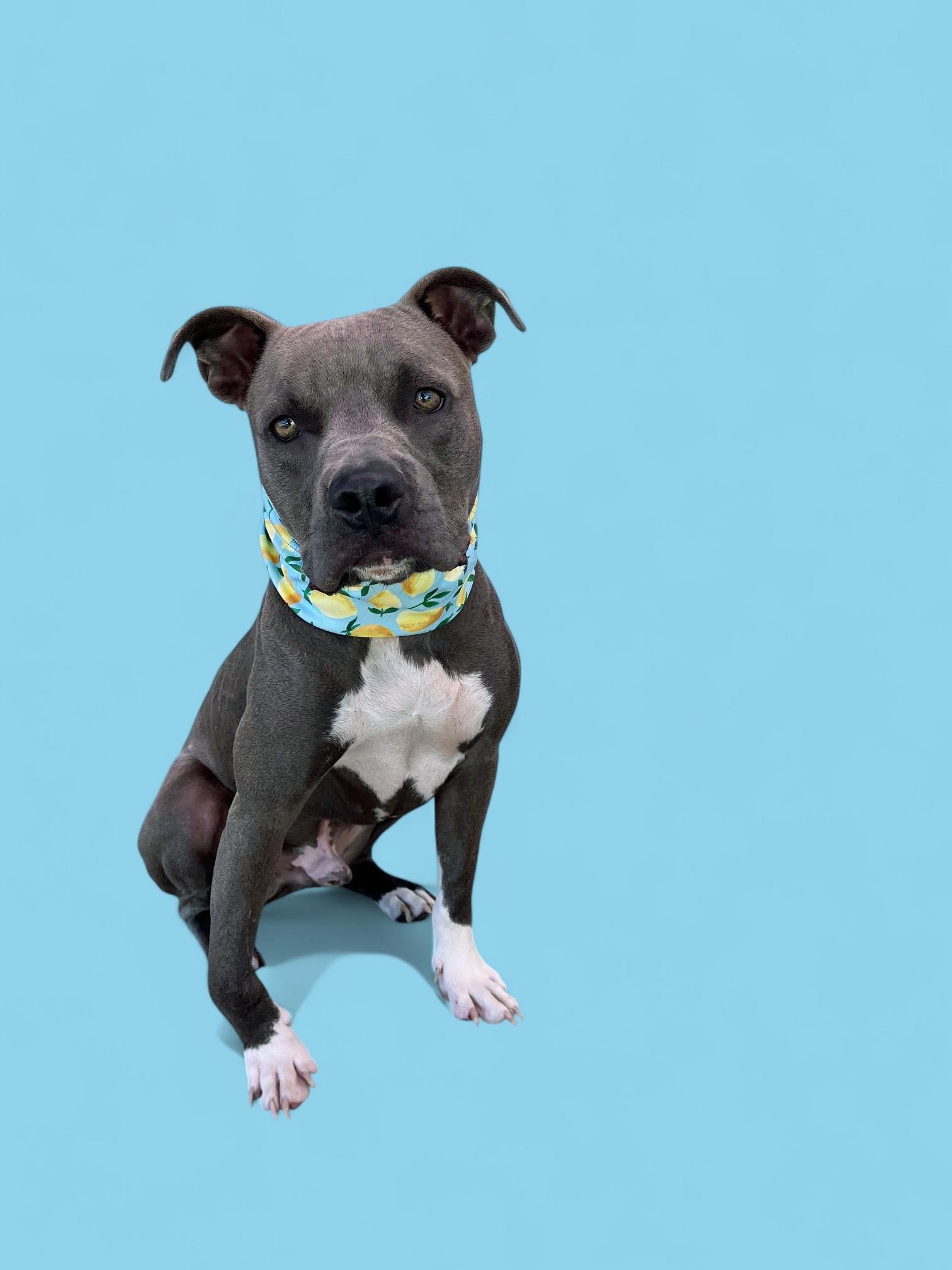 Hugs-ADOPT Me!, a Adoptable Pit Bull Terrier in Redondo Beach, CA image 4/6