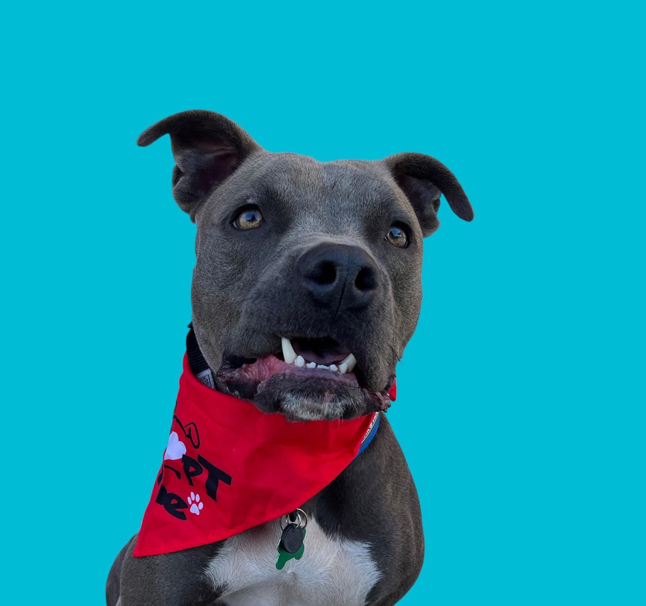 Hugs-ADOPT Me!, a Adoptable Pit Bull Terrier in Redondo Beach, CA image 5/6