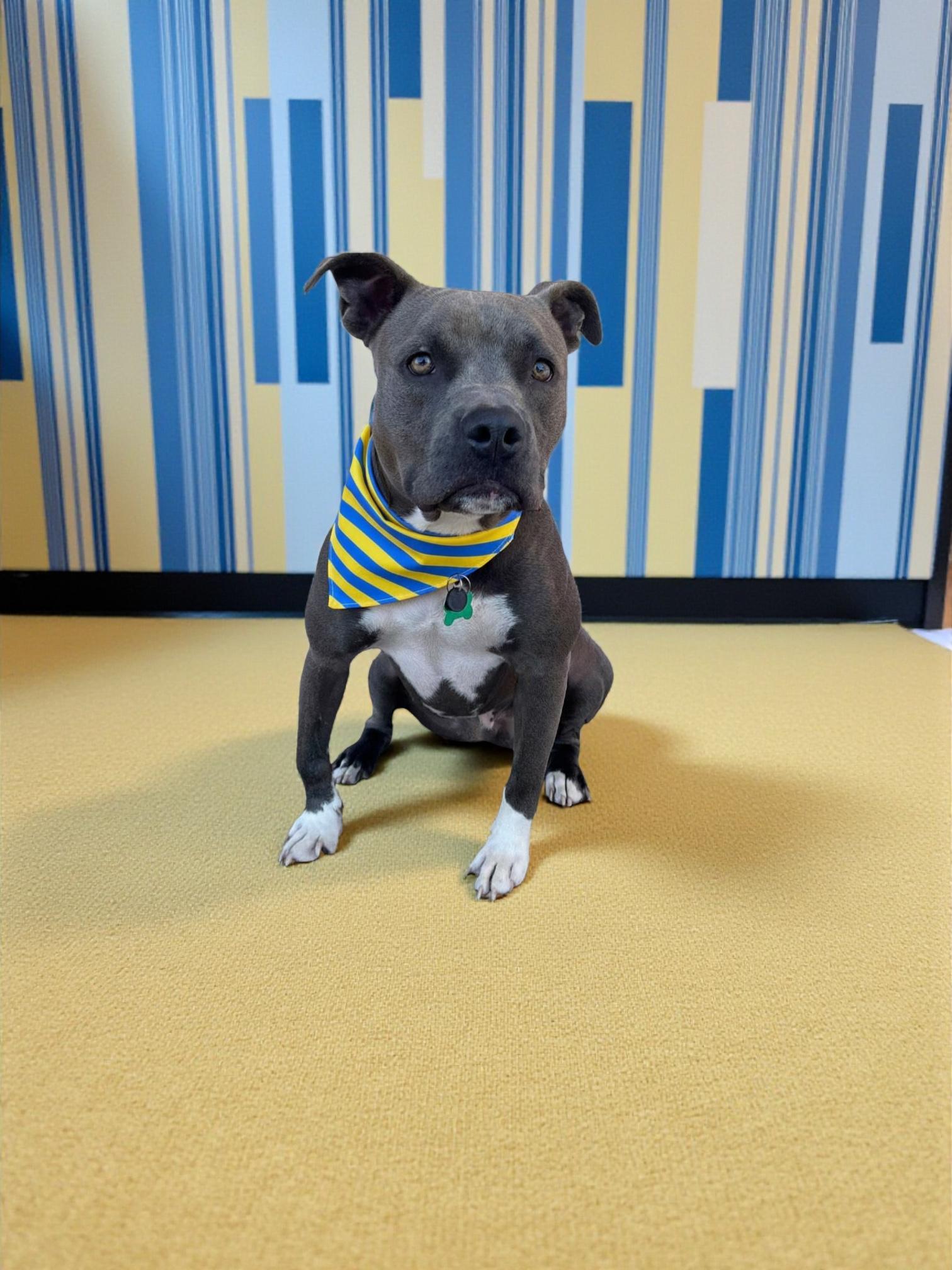 Hugs-ADOPT Me!, a Adoptable Pit Bull Terrier in Redondo Beach, CA image 2/6