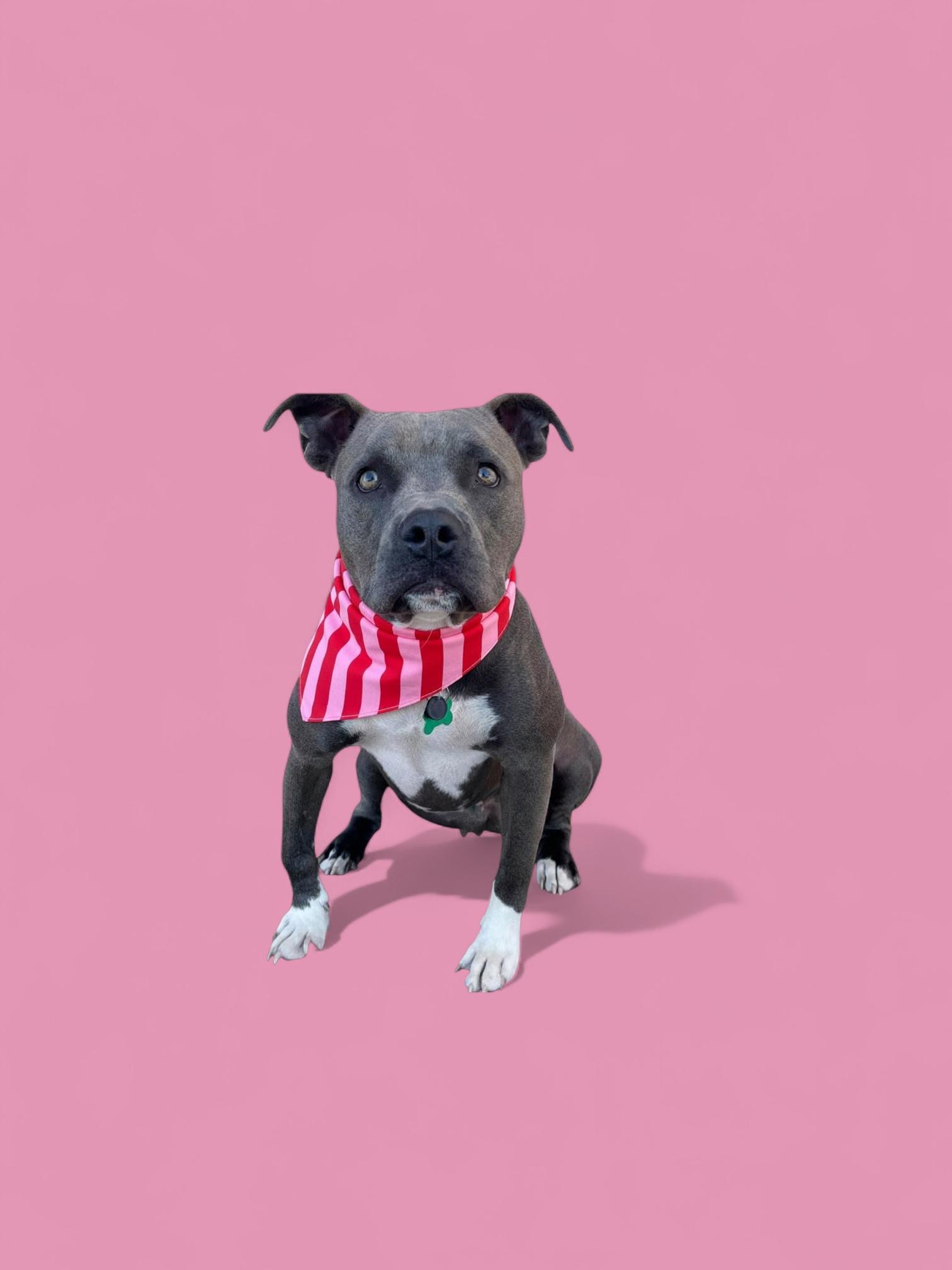 Hugs-ADOPT Me!, a Adoptable Pit Bull Terrier in Redondo Beach, CA image 6/6