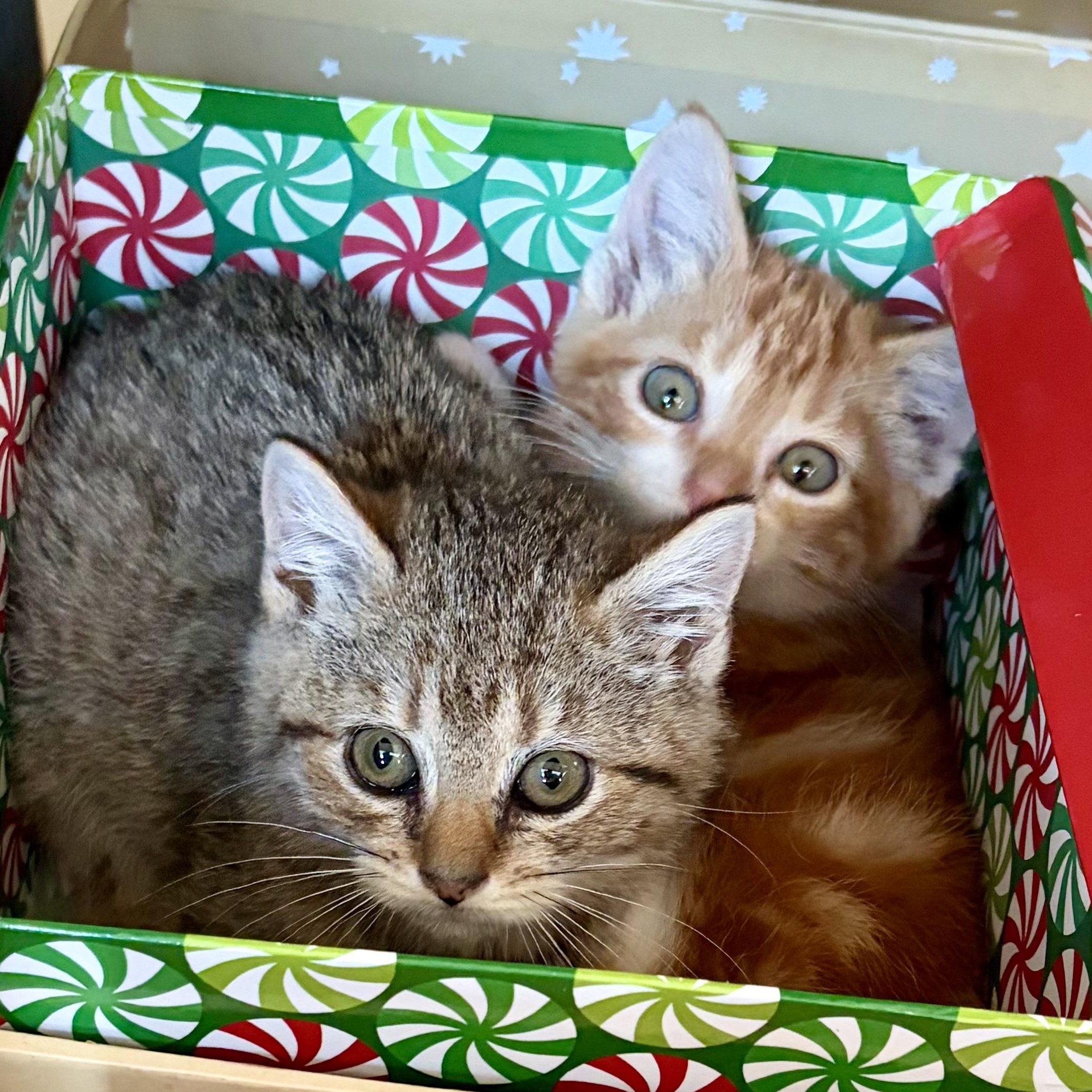 Enlarge Piper, a ADOPTABLE Domestic Medium Hair in Warren, NJ image 3/3