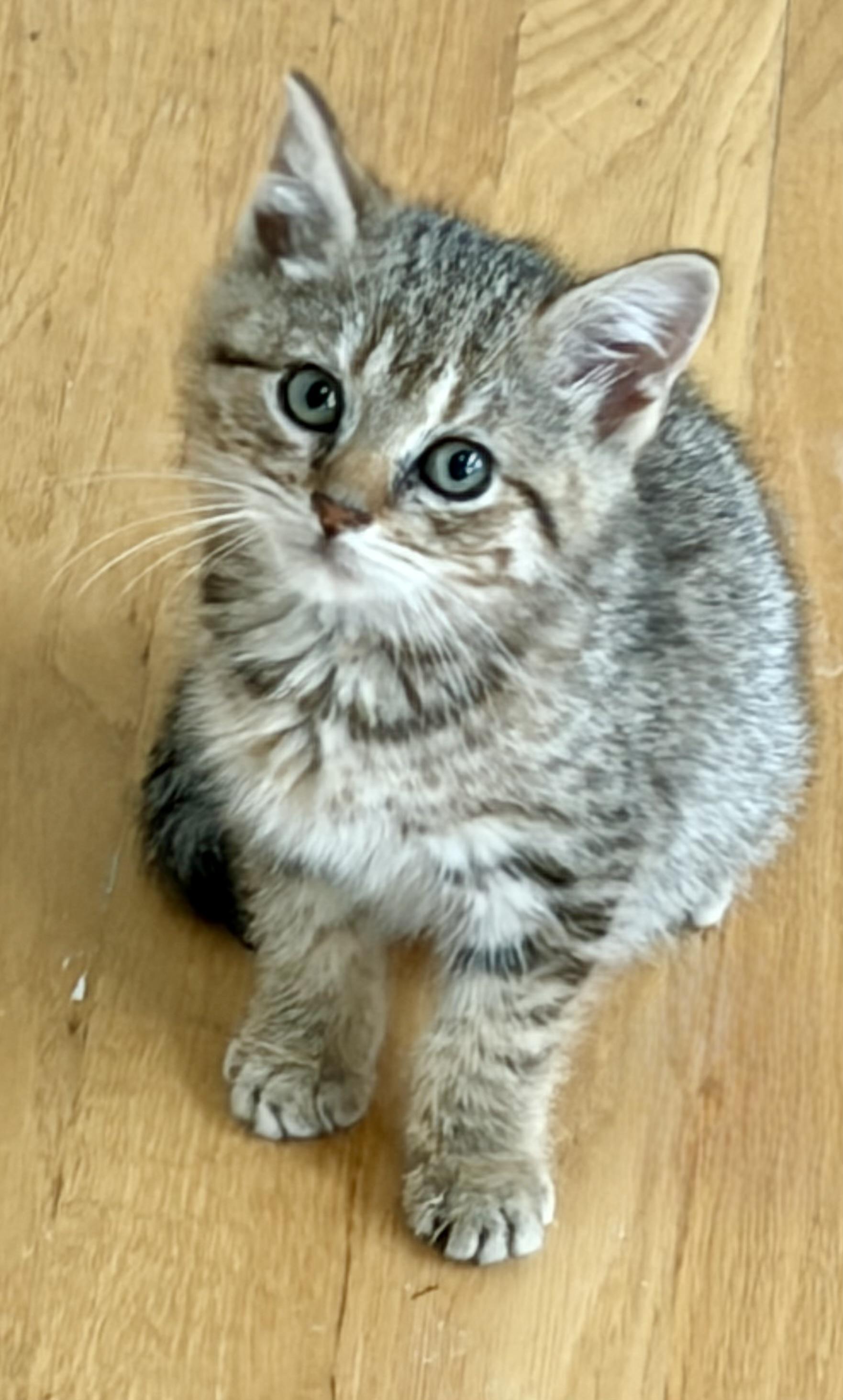 Enlarge Piper, a ADOPTABLE Domestic Medium Hair in Warren, NJ image 2/3