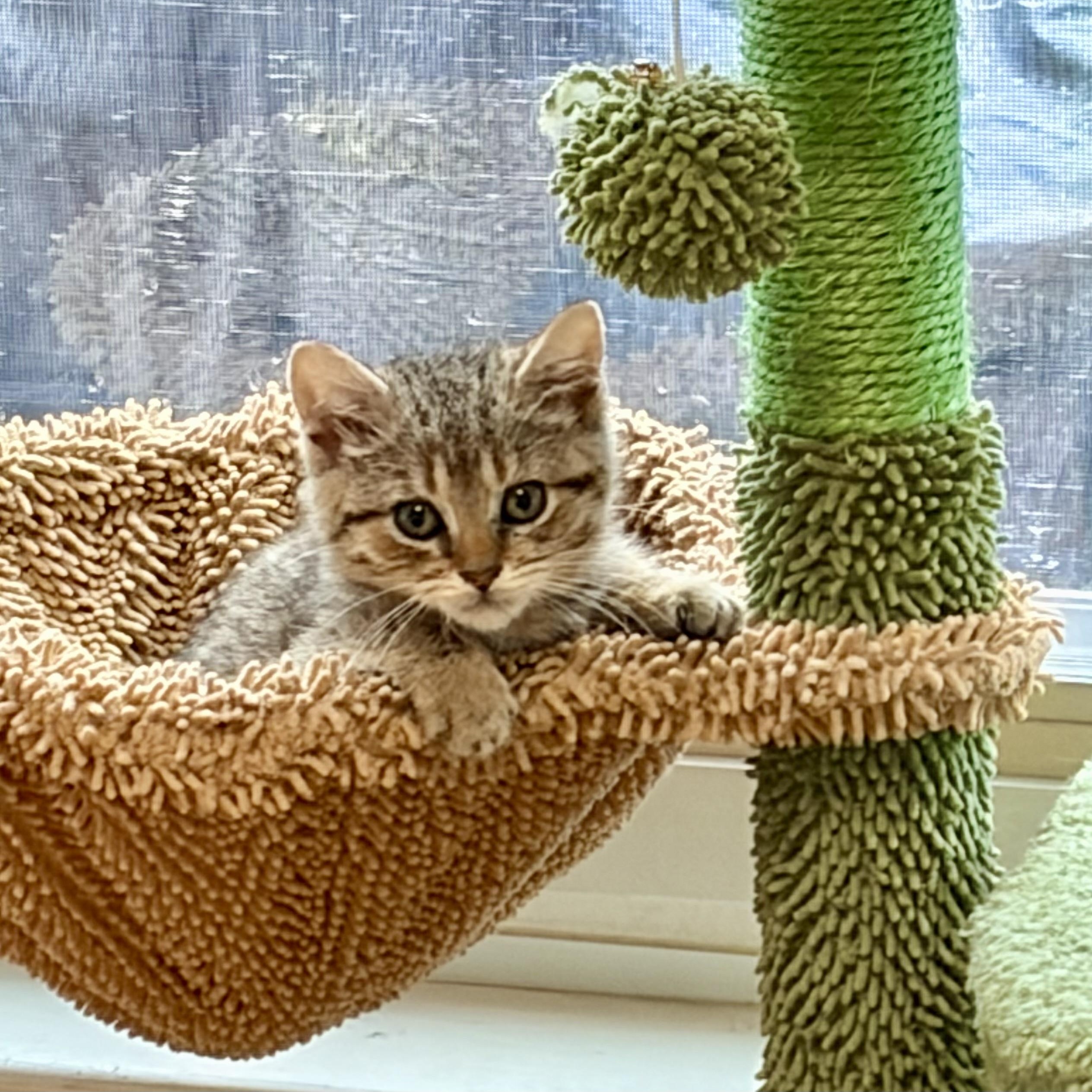 Enlarge Piper, a ADOPTABLE Domestic Medium Hair in Warren, NJ image 1/3