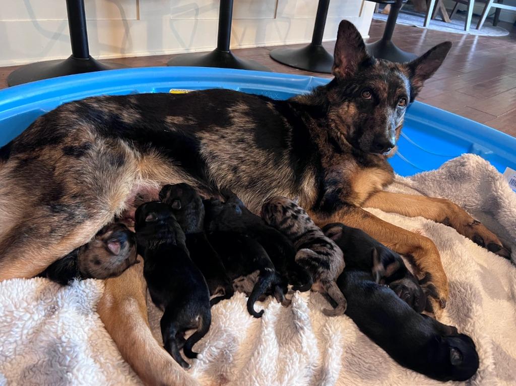 Maria, Adoptable, Adult Female German Shepherd Dog & Mixed Breed.