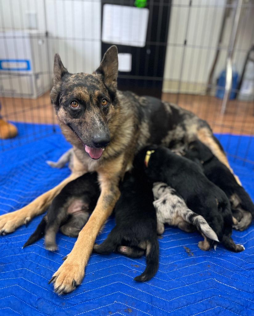 Enlarge Maria, a Adoptable mixed breed in Fayetteville, AR image 2/4