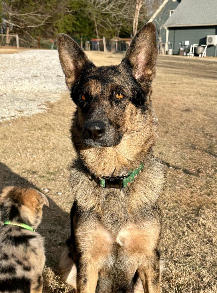 Enlarge Maria, a Adoptable mixed breed in Fayetteville, AR image 3/4