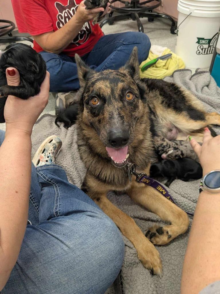 Enlarge Maria, a Adoptable mixed breed in Fayetteville, AR image 4/4