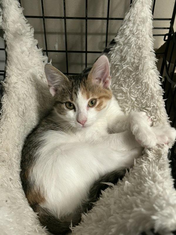 Miley, Adopted, Kitten Female Domestic Short Hair & Calico.