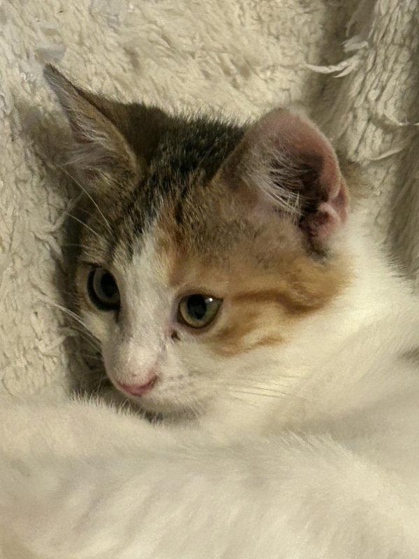 Miley, a Adopted mixed breed in Pineville, LA image 2/3