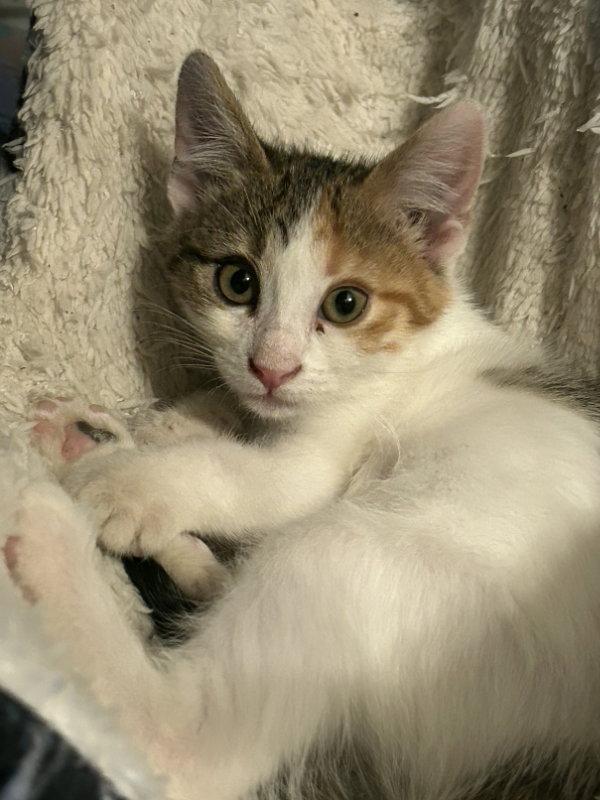 Miley, a Adopted mixed breed in Pineville, LA image 3/3