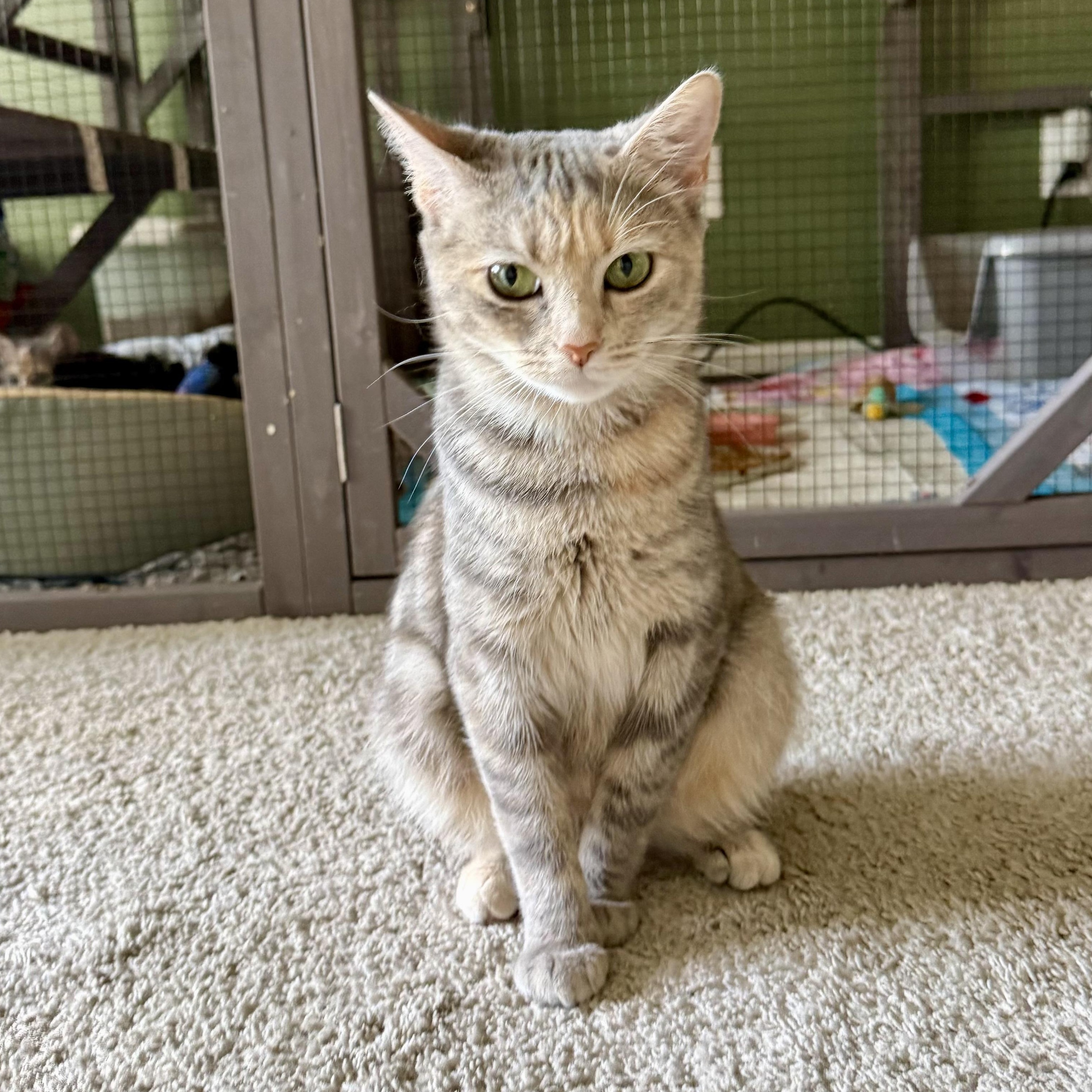Aurora, ADOPTABLE, Young Female Domestic Short Hair.