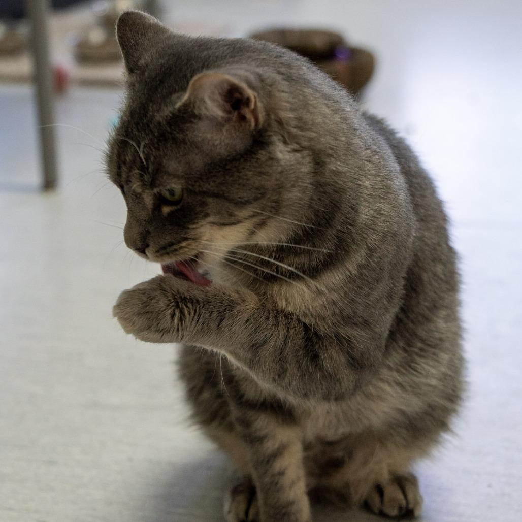 Enlarge Ocean, a Adoptable Domestic Short Hair in Elizabeth City, NC image 1/6