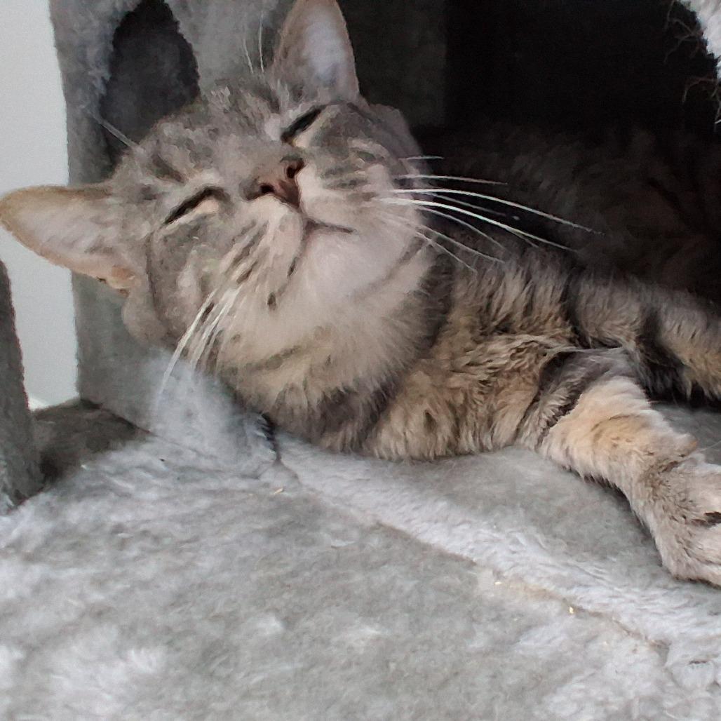 Enlarge Ocean, a Adoptable Domestic Short Hair in Elizabeth City, NC image 2/6