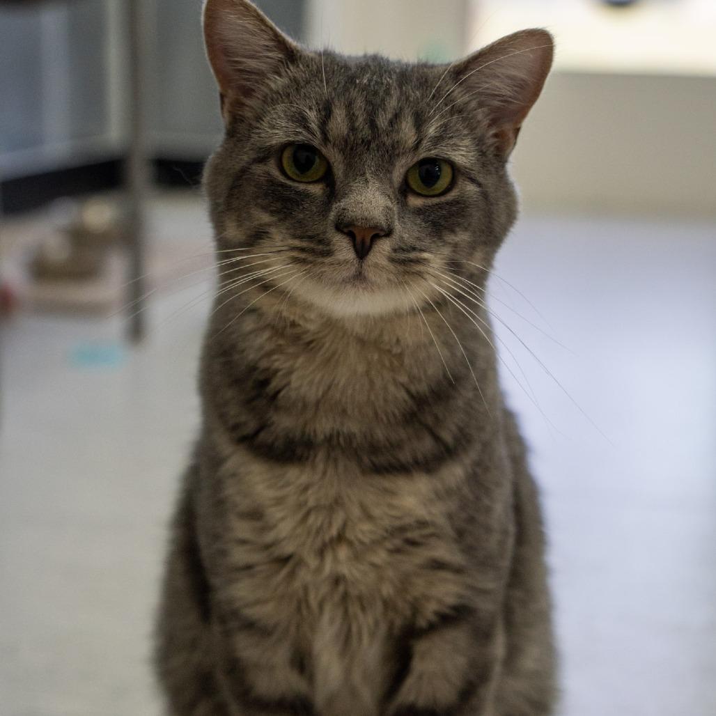 Enlarge Ocean, a Adoptable Domestic Short Hair in Elizabeth City, NC image 3/6