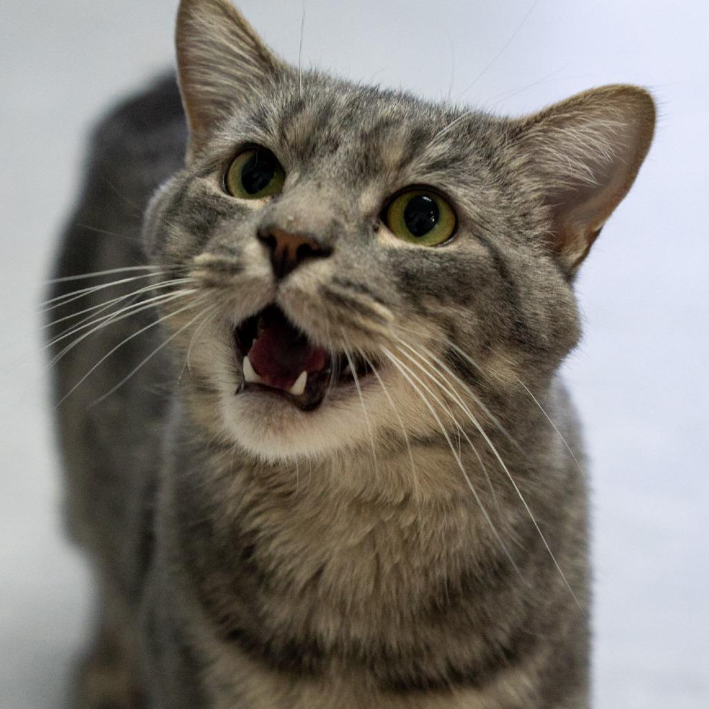 Enlarge Ocean, a Adoptable Domestic Short Hair in Elizabeth City, NC image 4/6