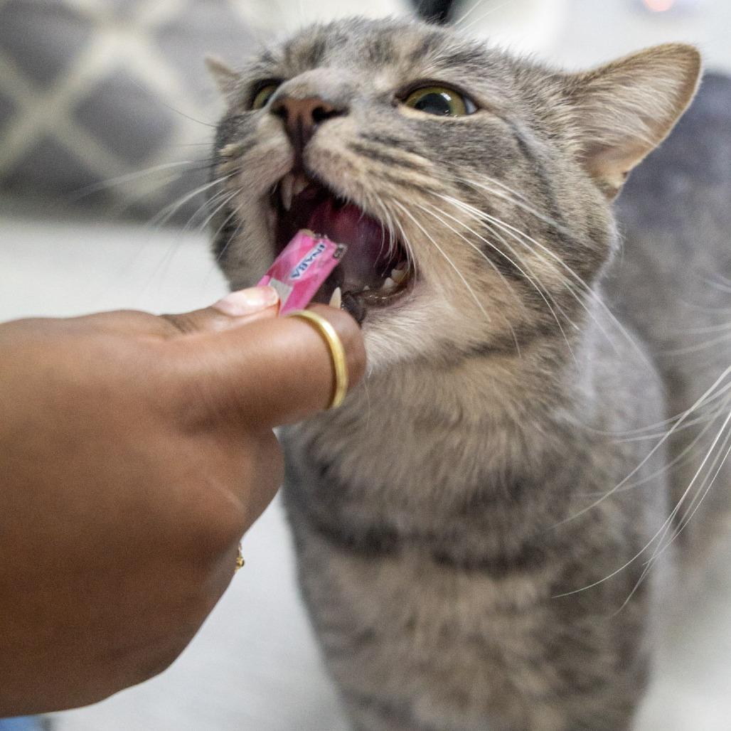 Enlarge Ocean, a Adoptable Domestic Short Hair in Elizabeth City, NC image 5/6