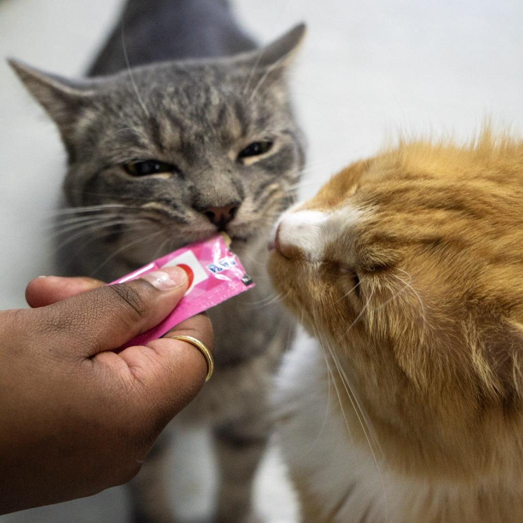 Enlarge Ocean, a Adoptable Domestic Short Hair in Elizabeth City, NC image 6/6
