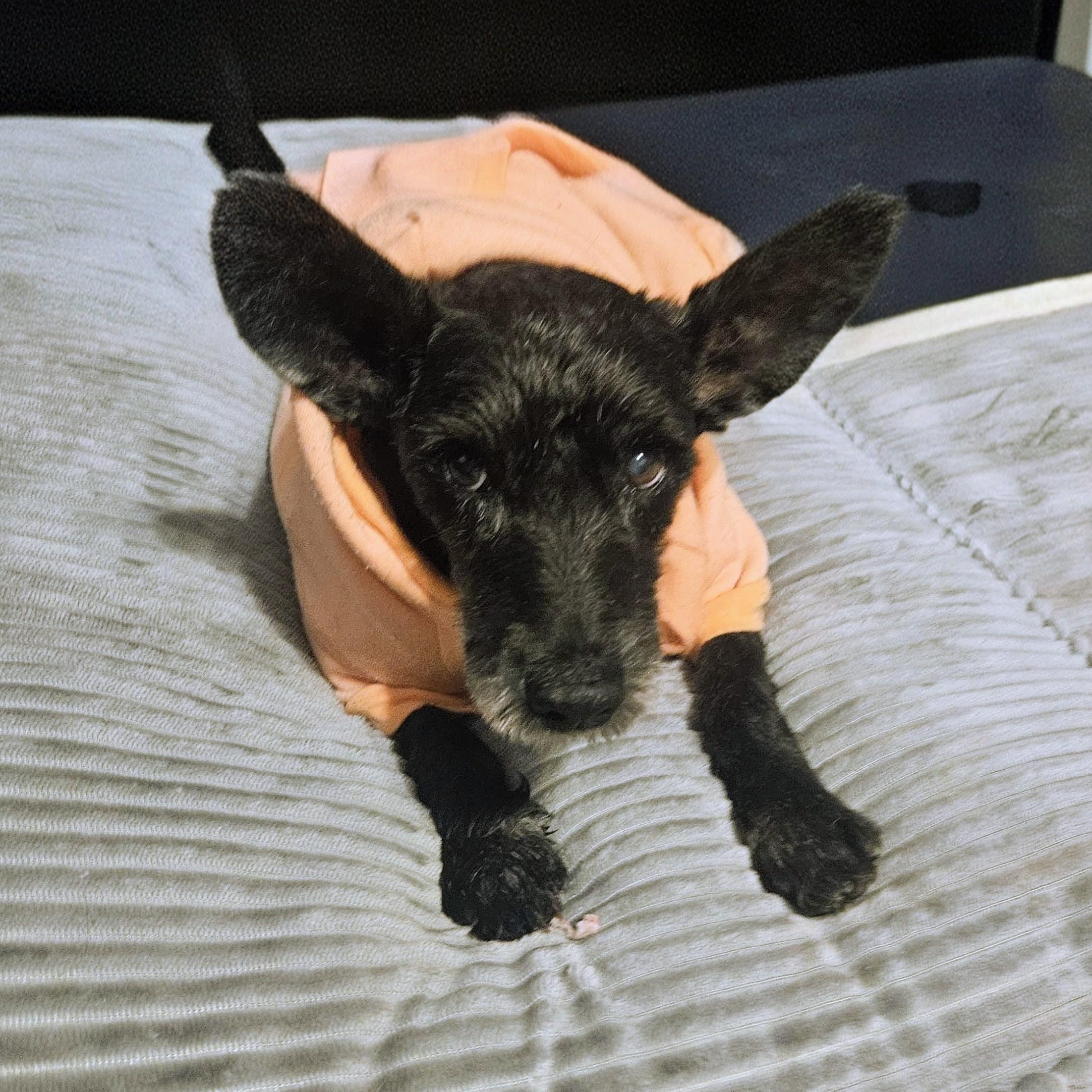 Old Man River, a Adoptable mixed breed in Annapolis, MD image 5/6