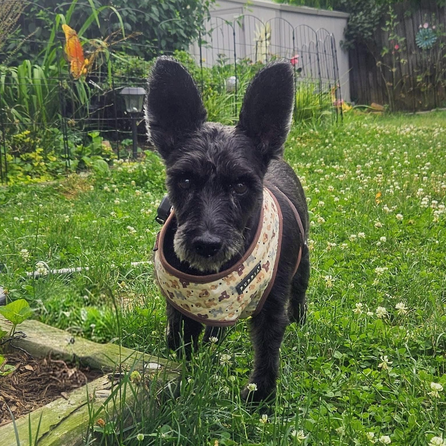 Old Man River, a Adoptable mixed breed in Annapolis, MD image 2/6