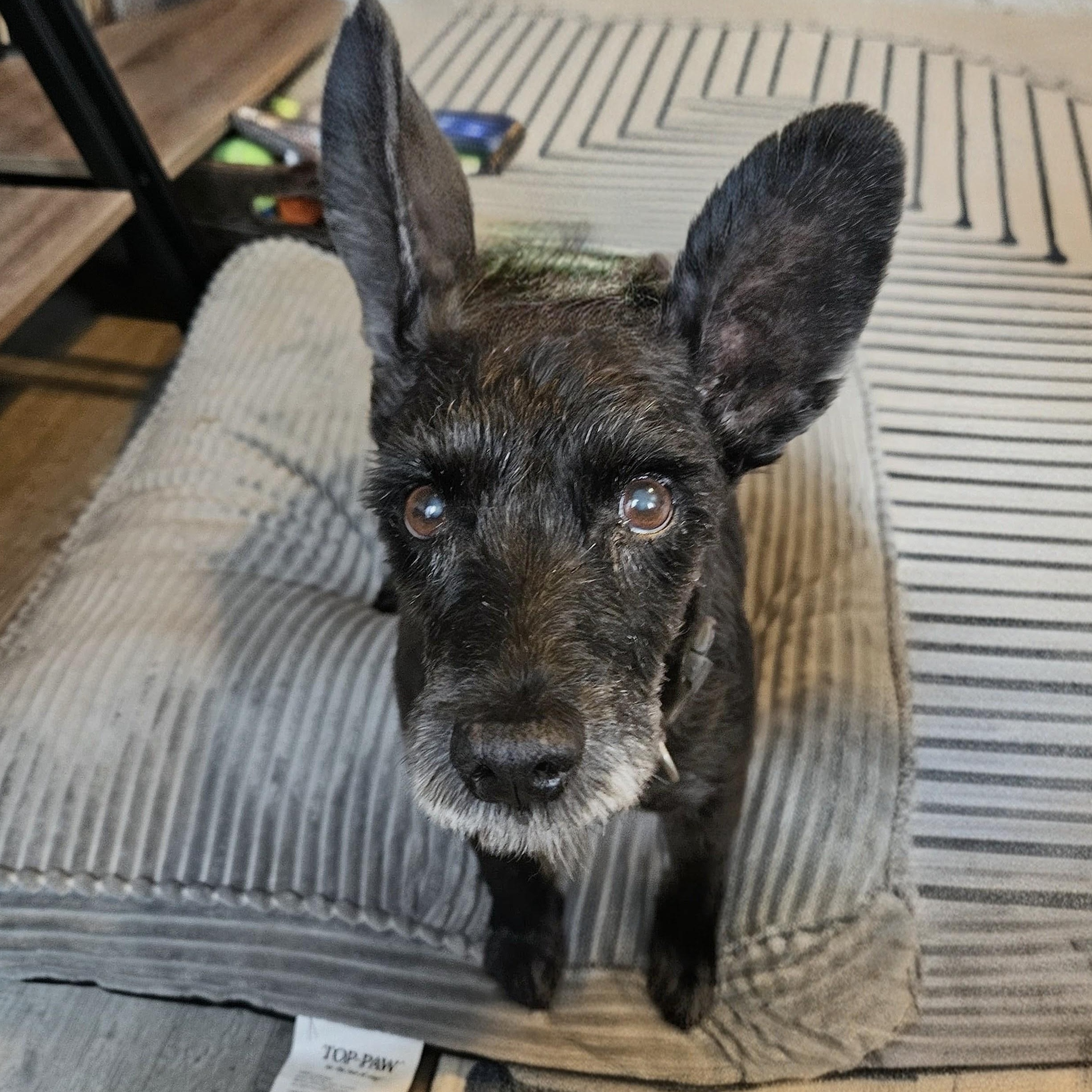 Old Man River, a Adoptable mixed breed in Annapolis, MD image 3/6